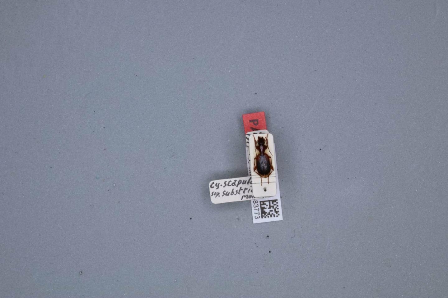 Cymindis etrusca thumbnail