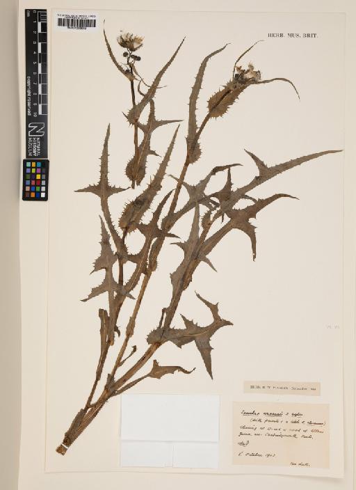 Sonchus arvensis L. × S. asper (L.) Hill - 001003863