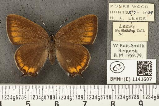 Satyrium pruni ab. excessa Tutt, 1907 - BMNHE_1141607_96146