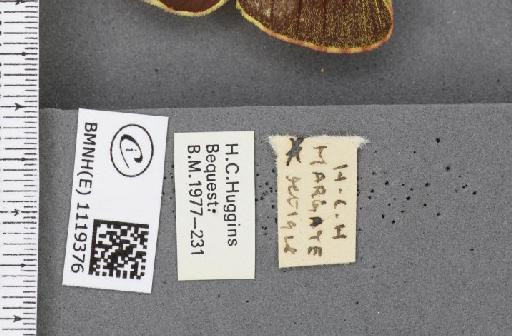 Colias croceus ab. magnipuncta Lempke, 1933 - BMNHE_1119376_label_76001