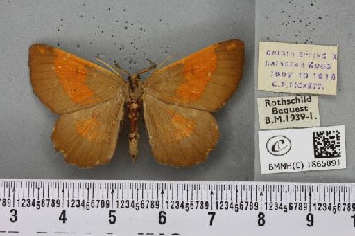 Angerona prunaria ab. corylaria Thunberg, 1781 - BMNHE_1865891_431202