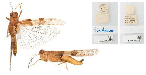 Sphingonotus turkanae Uvarov, 1938 - NHMUK010208504_Sphingonotus turkanae_no type