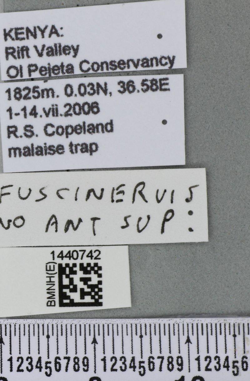 Dacus fuscinervis