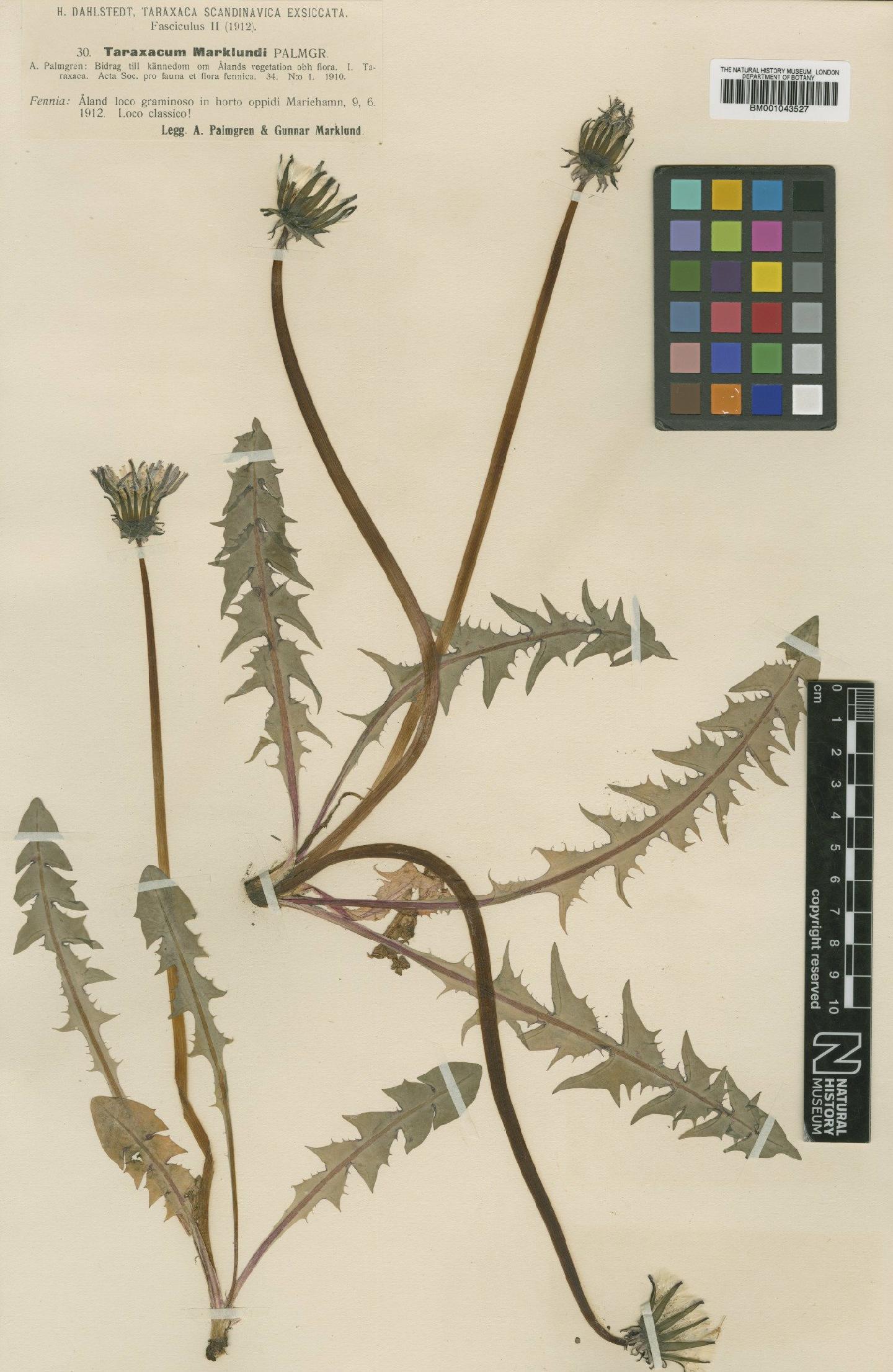 To NHMUK collection (Taraxacum marklundii Palmgr; TYPE; NHMUK:ecatalogue:1999321)