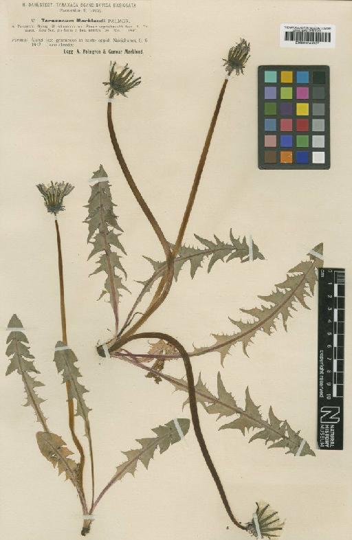 Taraxacum marklundii Palmgr - BM001043527