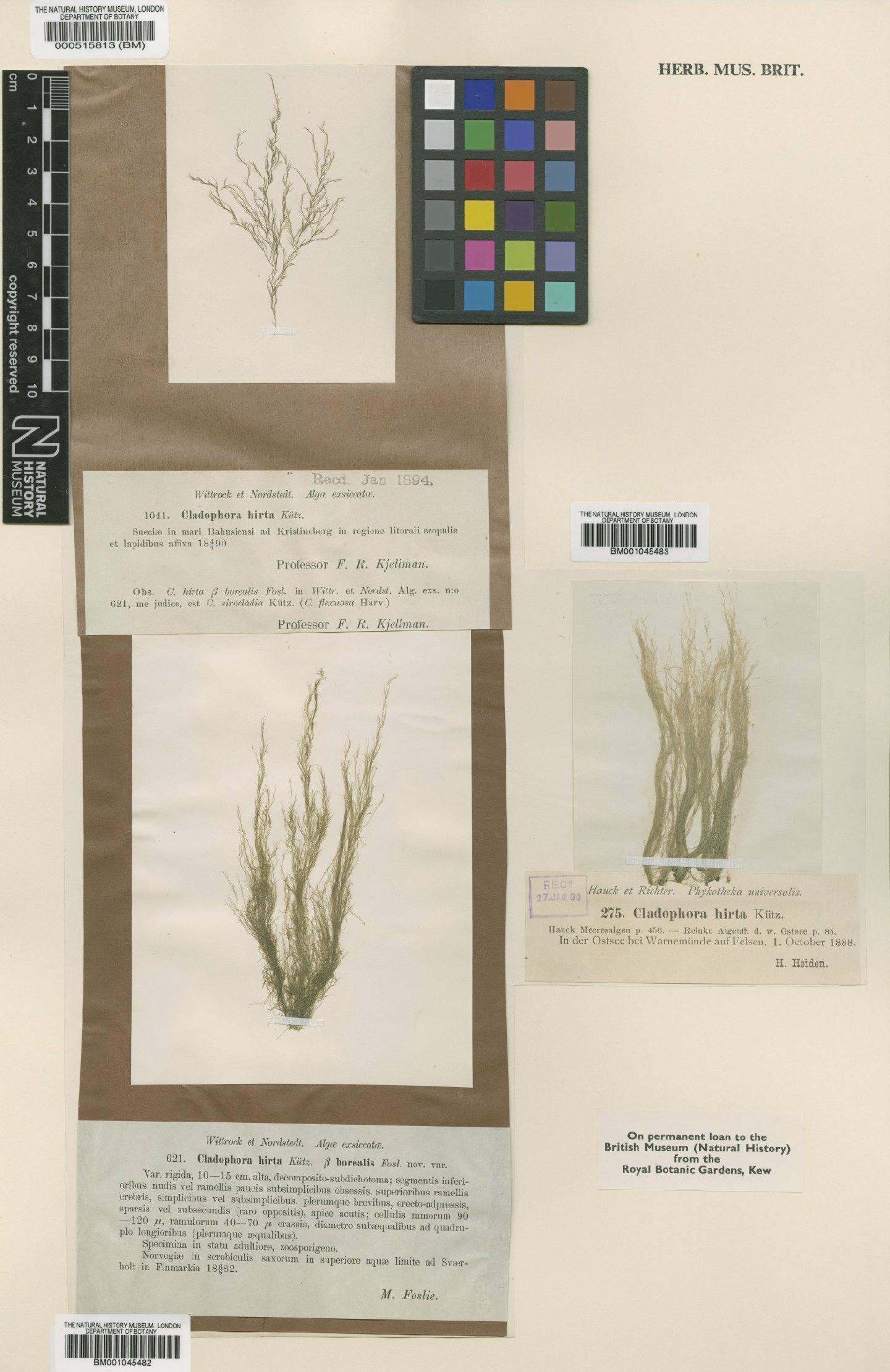 To NHMUK collection (Cladophora hirta var. borealis Foslie; Type; NHMUK:ecatalogue:4830342)