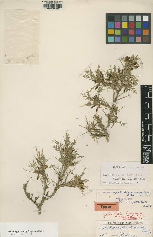Astragalus molestus Rech.f. - BM000617136