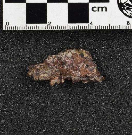 Scalenodon angustifrons (Parrington, 1946) - NHMUK PV R 36801 - medial