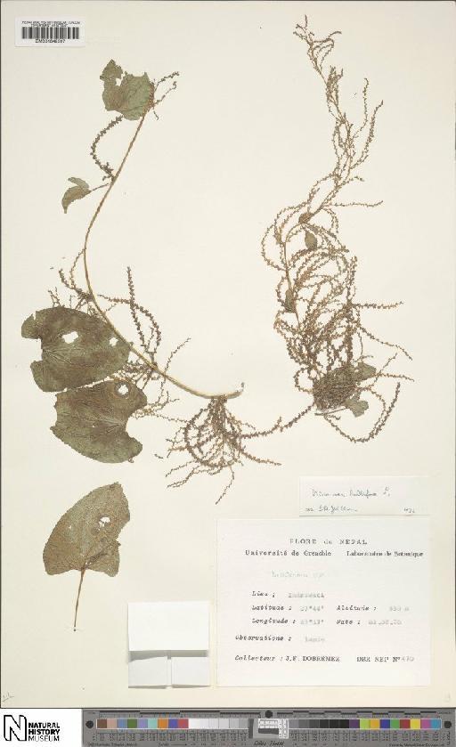 Dioscorea bulbifera L. - BM001049307