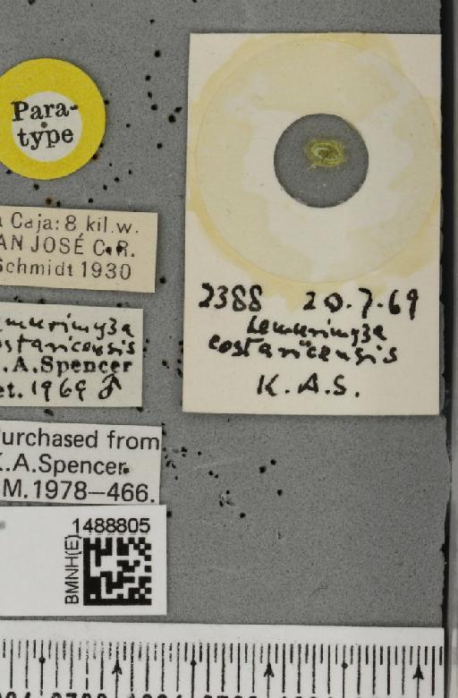 Phytoliriomyza costaricensis (Spencer, 1973) - BMNHE_1488805_label_52652