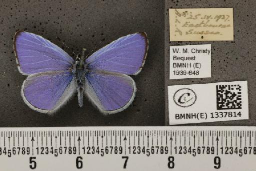 Celastrina argiolus britanna (Verity, 1919) - BMNHE_1337814_145487