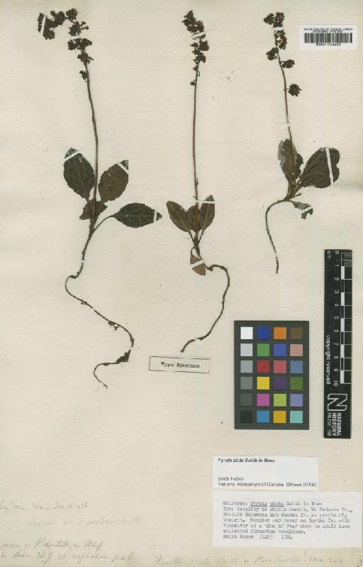 Pyrola picta Sm. - BM001024822