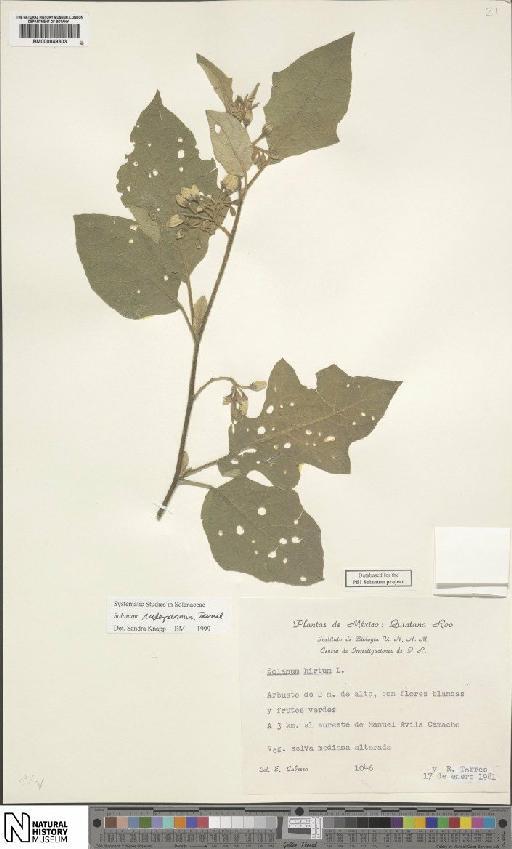 Solanum rudepannum Dunal - BM000849303
