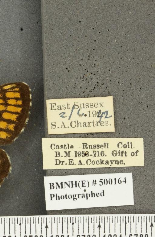 Melitaea athalia ab. radiata Eisner, 1942 - BMNHE_500164_label_56465