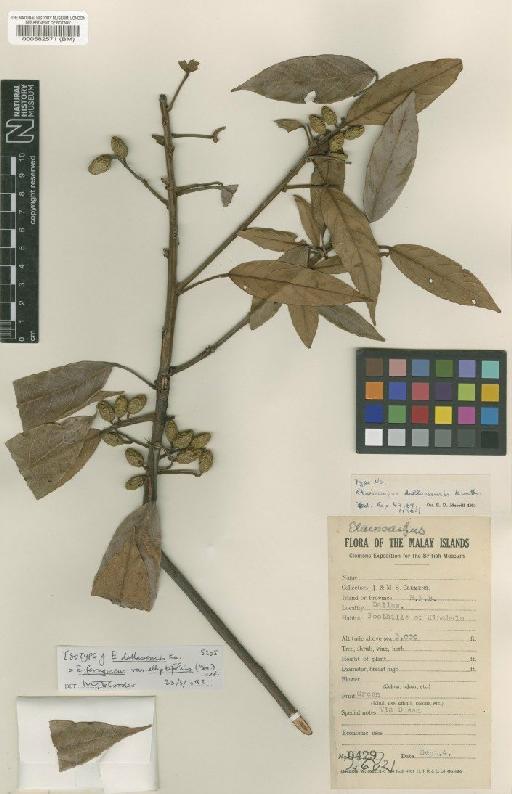 Elaeocarpus ferrugineus var. elliptifolius (Merrill) Coode - BM000582571