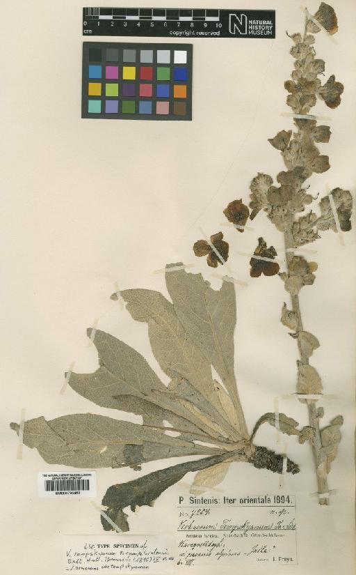 Verbascum armenum var. tempskyanum (Freyn & Sint.) Murb - BM000796453
