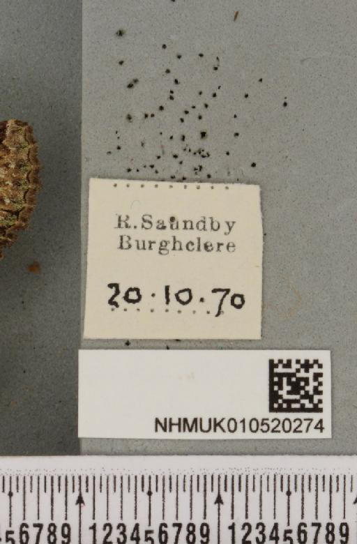 Allophyes oxyacanthae (Linnaeus, 1758) - NHMUK_010520274_label_573796