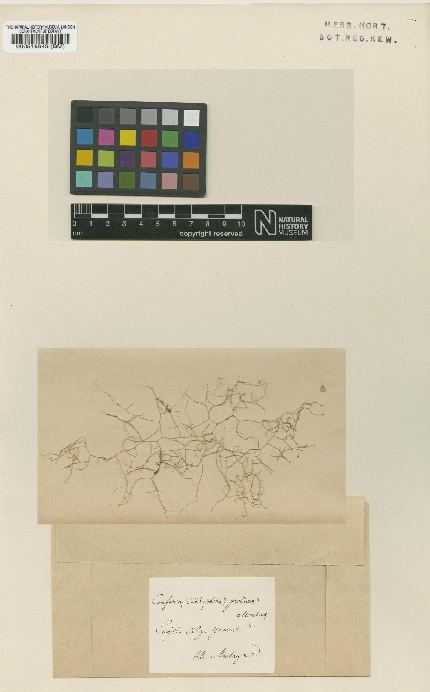 To NHMUK collection (Cladophora prolixa (Mont.) De Toni; Type; NHMUK:ecatalogue:4830494)