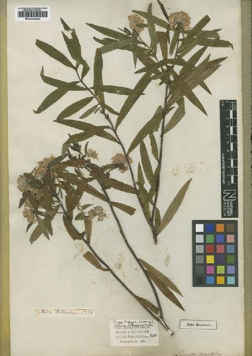 Pimelea longifolia Banks & Sol. ex Wikstr. - BM000895045