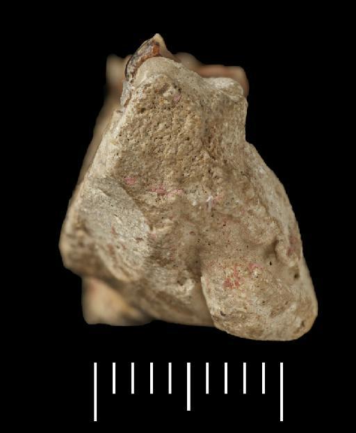 Petauroidea Bonaparte, 1838 - Image of NHMUK PV OR 40157 image 6