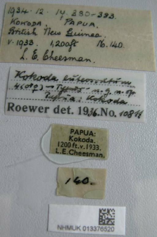 Kokoda luteoscutum Roewer, 1949 - 013376520 Hokoda luteoscutum labels