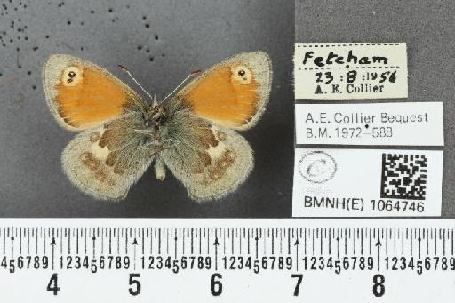 Coenonympha pamphilus ab. biocellata Strand, 1904 - BMNHE_1064746_25936