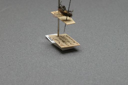 Sarcophaga (Myorhina) nigriventris Meigen, 1826 - 015092559_additional_4