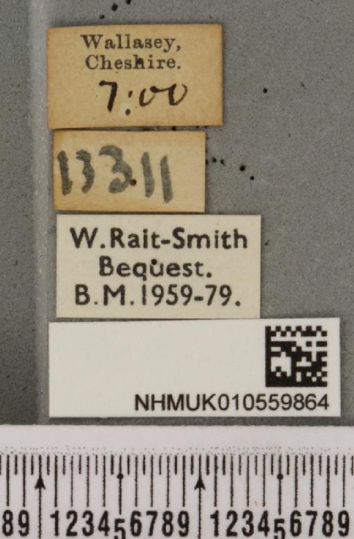 Mesoligia furuncula (Denis & Schiffermüller, 1775) - NHMUK_010559864_label_617331