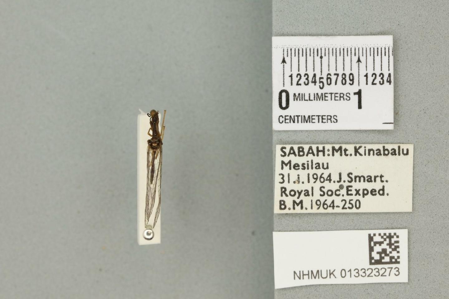 Mantispa newmani