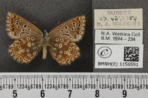 Lysandra coridon ab. nubila Bright & Leeds, 1938 - BMNHE_1156591_107877