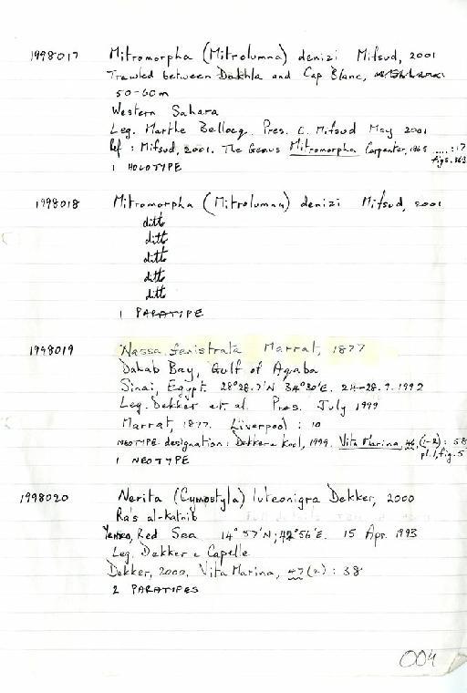 Nassa fenistrata Marrat, 1877 - Zoology Accessions Register: Mollusca: 1998 - 2000: page 4