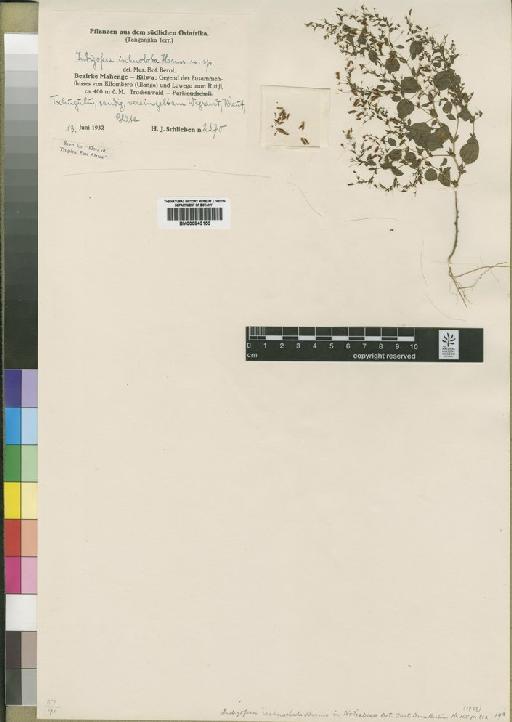 Indigofera ischnoclada Harms - BM000843153