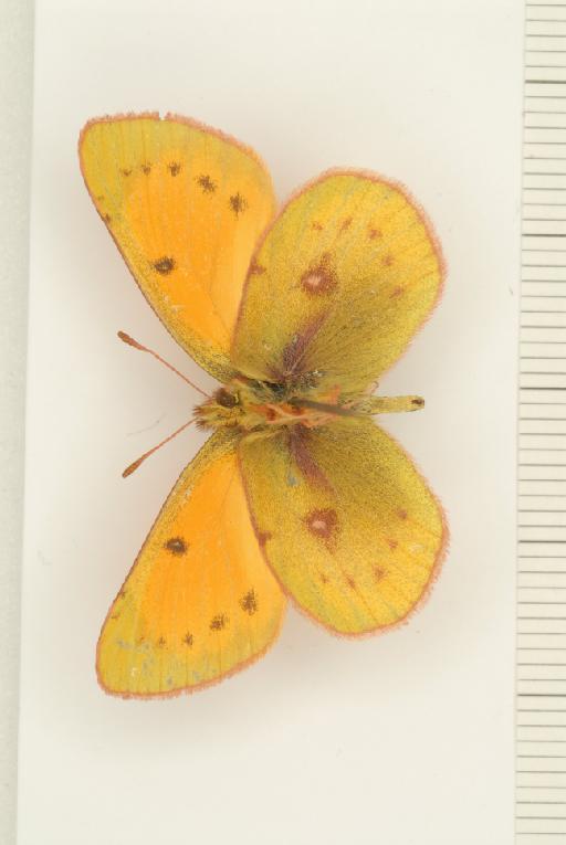 Colias antarctica Staudinger, 1899 - Colias_lesbia_antarctica_Staudinger,_1899_male_BMNH(E)_#982797_ventral