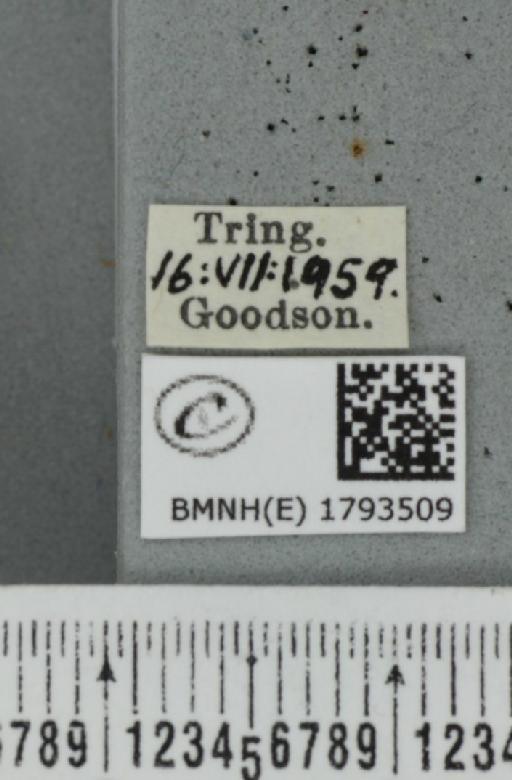 Perizoma alchemillata (Linnaeus, 1758) - BMNHE_1793509_label_370587