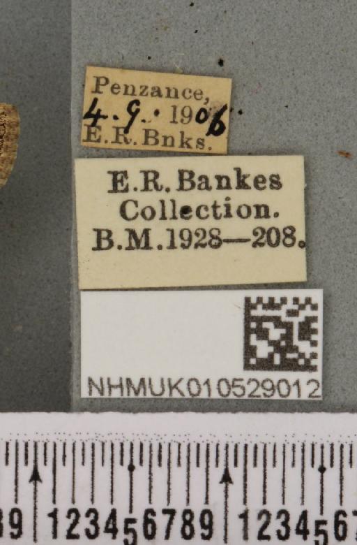 Spodoptera exigua ab. variegata Dannehl, 1929 - NHMUK_010529012_label_582948