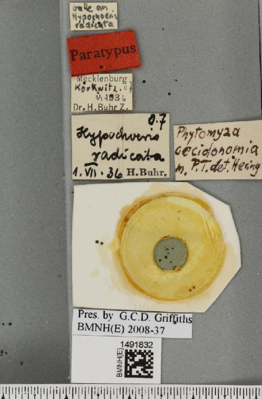 Phytomyza cecidonomia Hering, 1937 - BMNHE_1491832_label_53529