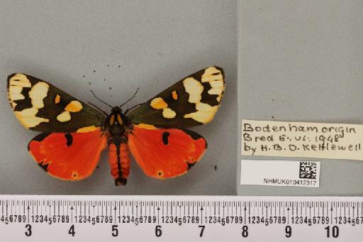 Callimorpha dominula (Linnaeus, 1758) - NHMUK_010412317_522136