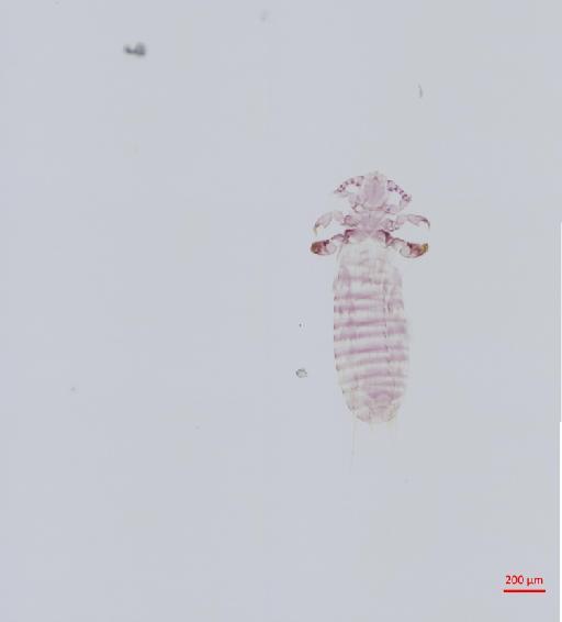 Polyplax brachyuromydis Kim & Emerson, 1974 - 010155496__2017_08_22-Scene-1-ScanRegion0