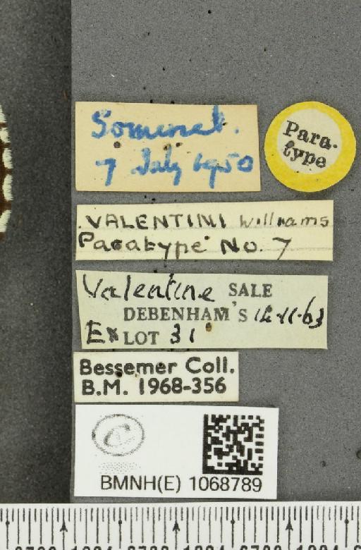 Melanargia galathea serena ab. valentini Williams, 1951 - BMNHE_1068789_label_34527
