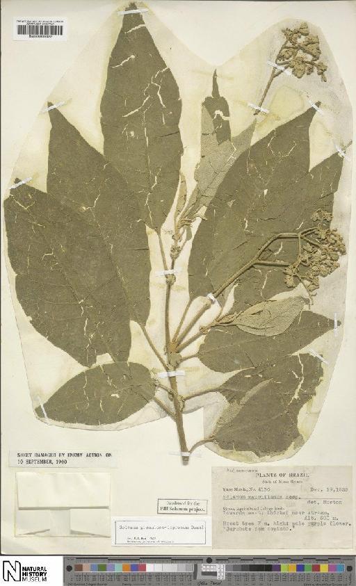 Solanum granuloso-leprosum Dunal - BM000935422