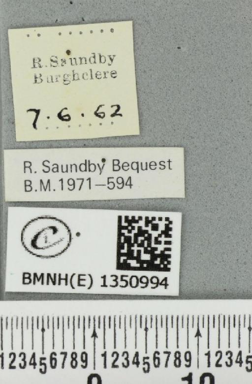 Korscheltellus lupulina (Linnaeus, 1758) - BMNHE_1350994_label_186388