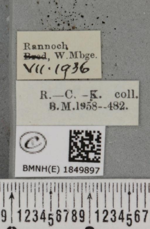 Macaria brunneata (Thunberg, 1784) - BMNHE_1849897_label_423175