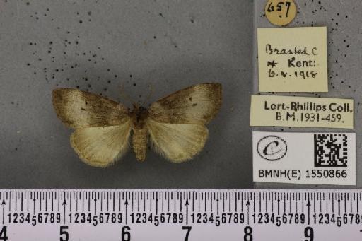 Ochropacha duplaris ab. argentea Tutt, 1888 - BMNHE_1550866_237176