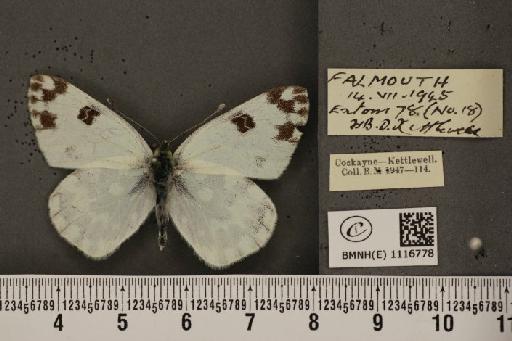 Pontia daplidice (Linnaeus, 1758) - BMNHE_1116778_68902