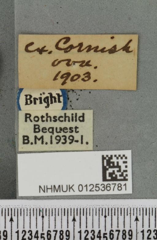 Polymixis lichenea ab. flavescens Siviter Smith, 1942 - NHMUK_012536781_label_645925