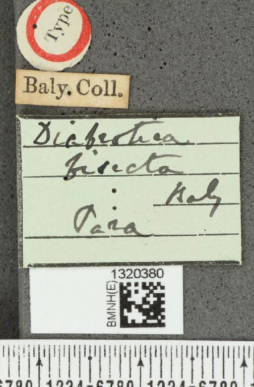 Diabrotica bisecta Baly, 1890 - BMNHE_1320380_label_17634