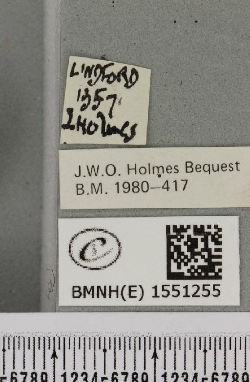 Polyploca ridens (Fabricius, 1787) - BMNHE_1551255_label_238577