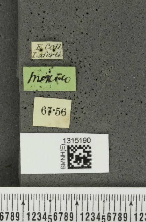 Leptinotarsa cacica Stål, 1858 - BMNHE_1315190_label_14901