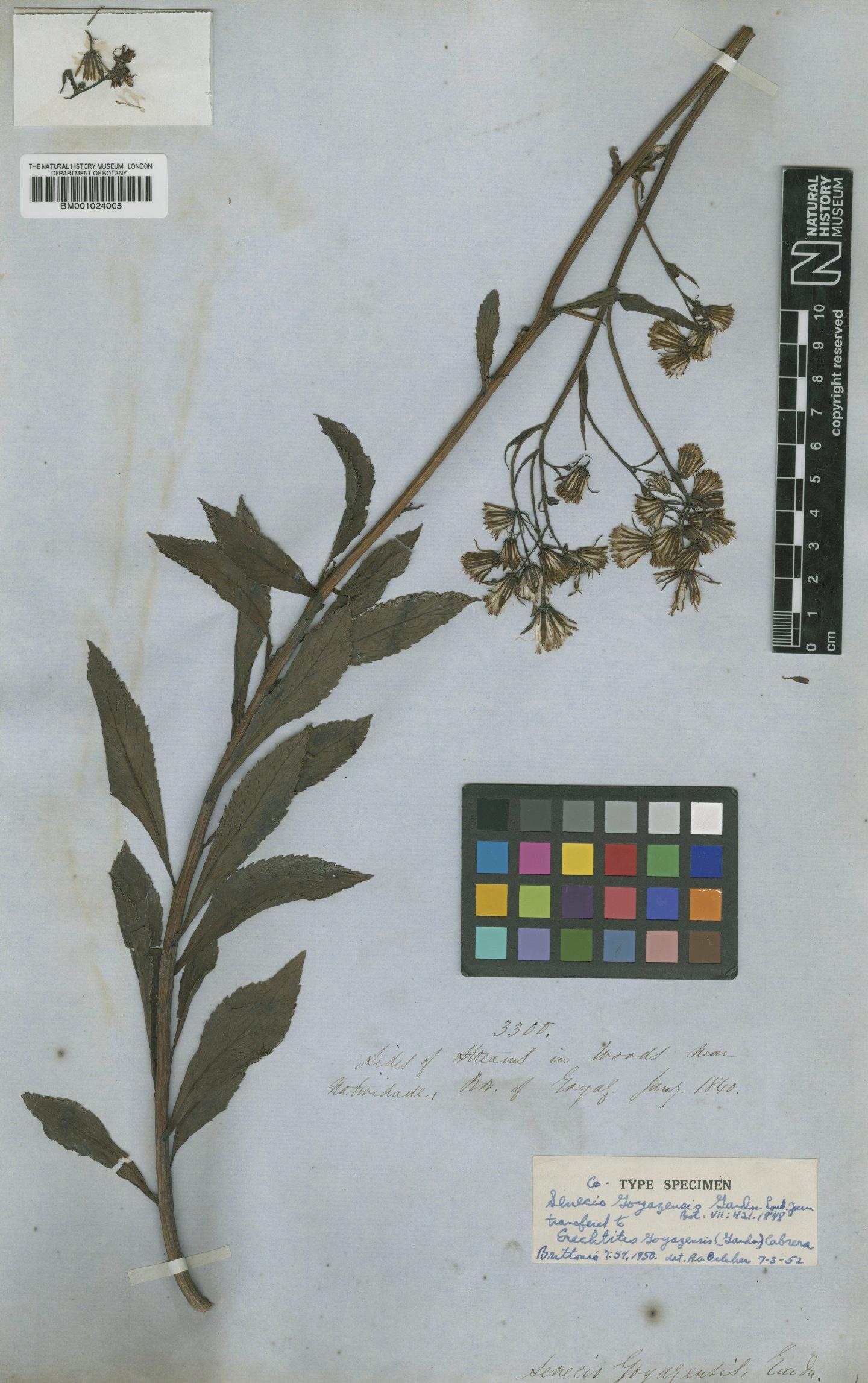To NHMUK collection (Erechtites goyazensis (Gardner) Cabrera; Type; NHMUK:ecatalogue:621515)