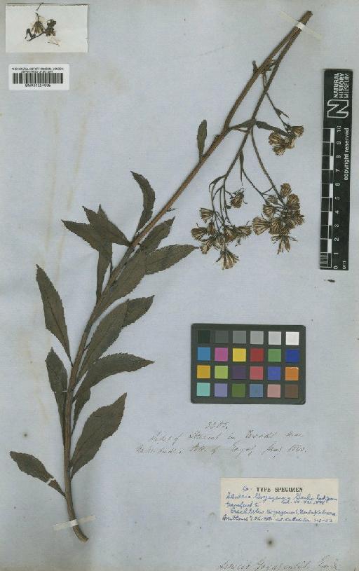 Erechtites goyazensis (Gardner) Cabrera - BM001024005